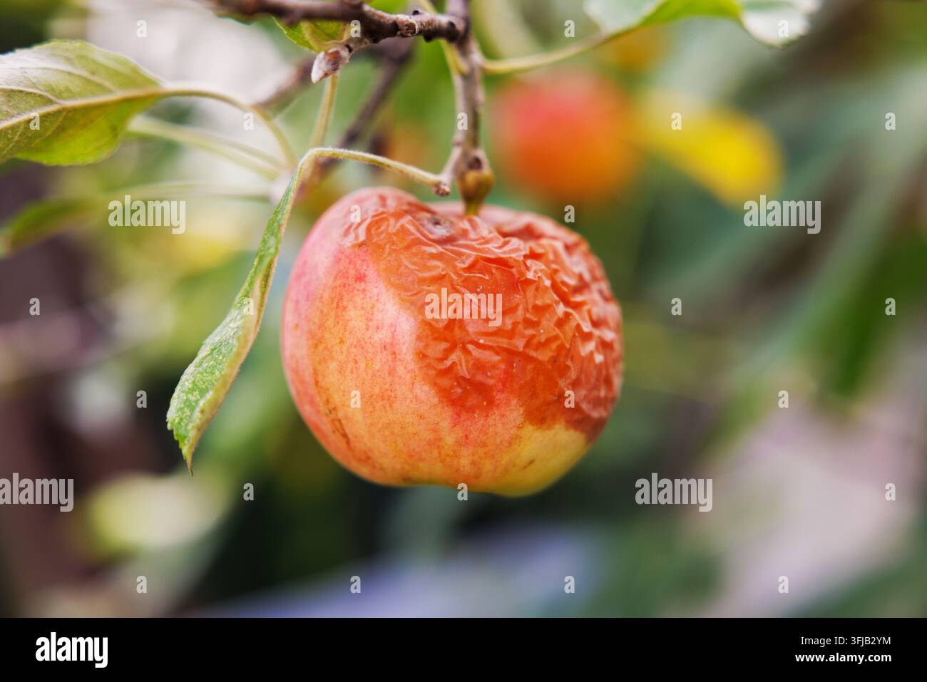 Fauler Apfel, der an einem Ast hängt Stockfoto