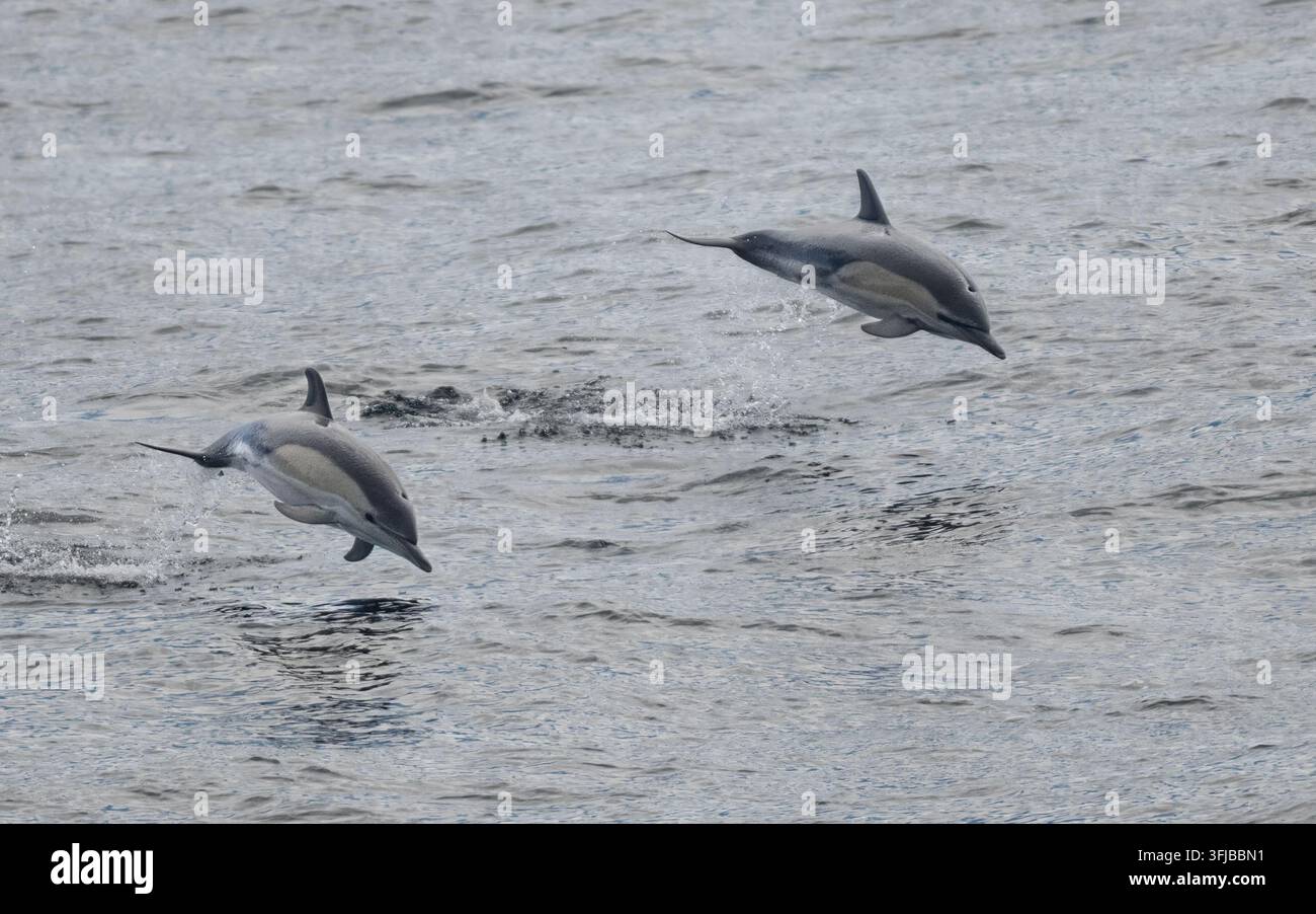 Gewöhnliche Delfine schwimmen und springen in der Biskaya, Delphinus delphis Stockfoto