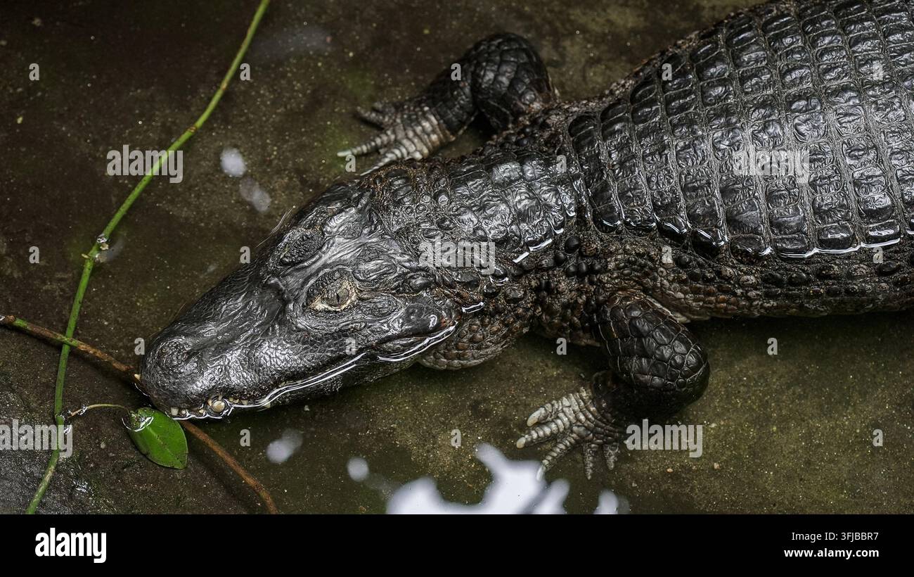 Die detaillierte Textur der schuppigen Haut eines Yacare-Kaimans ist sichtbar, während er in flachem, trübem Wasser ruht, mit einem grünen Pflanzenstängel in der Nähe. Dieser Amphibie hat eine Stockfoto
