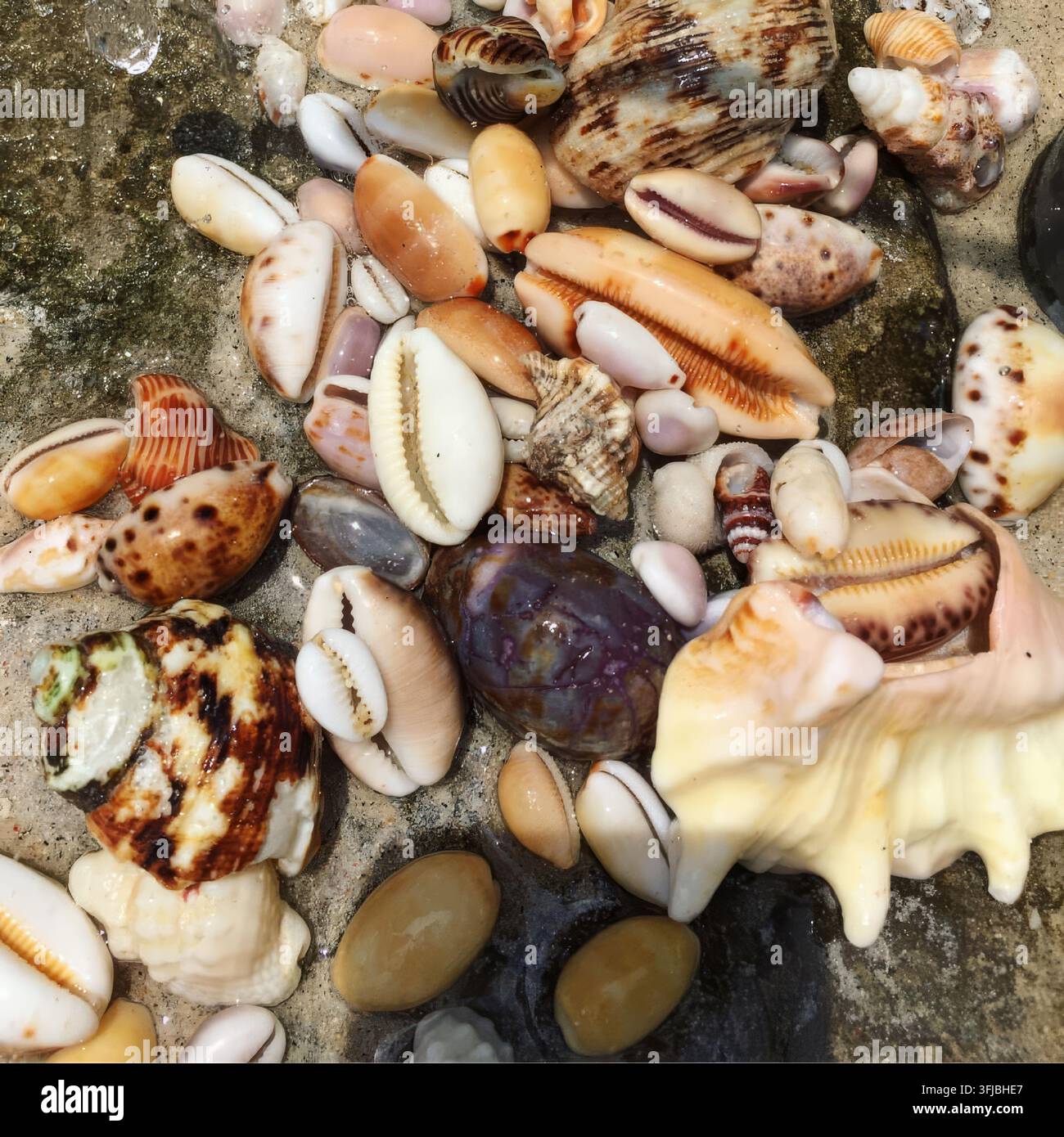Nahaufnahme von schönen mehrfarbigen Meeresmuscheln auf nassem Sand Stockfoto