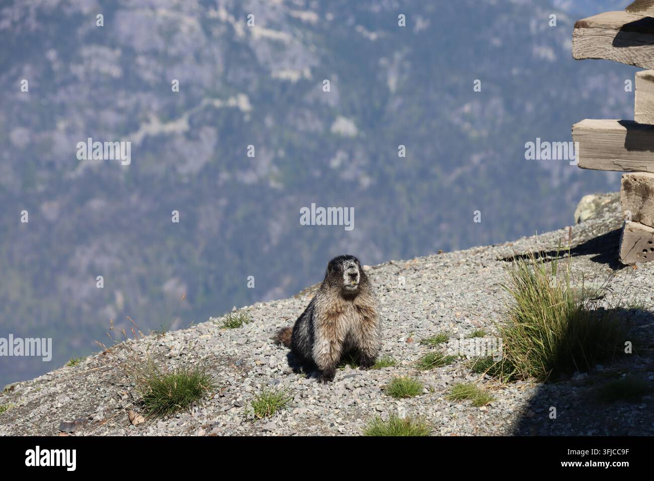 Hoary marmot Stockfoto