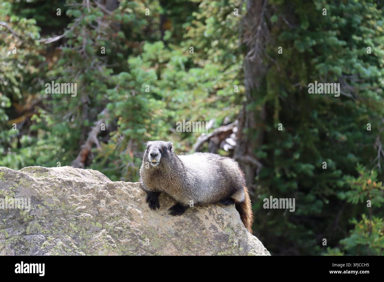 Hoary marmot Stockfoto