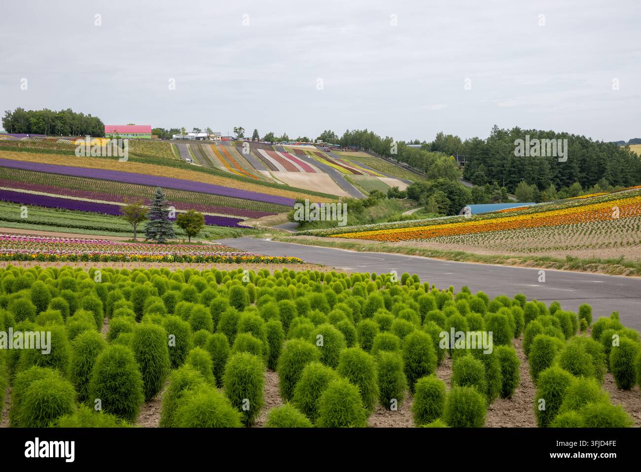Ungewöhnliche grüne Büsche und Reihen farbenfroher Sommerblumen in den sanften Hügeln von Biei in Hokkaido, Japan Stockfoto