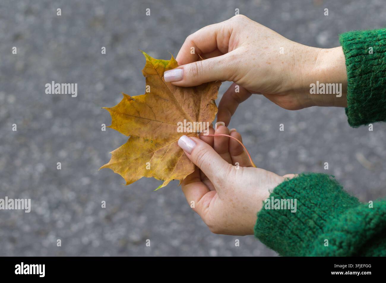 Person hält ein Herbstahornblatt mit beiden Händen und zeigt seine warmen braunen und goldenen Saisonfarben. Stockfoto