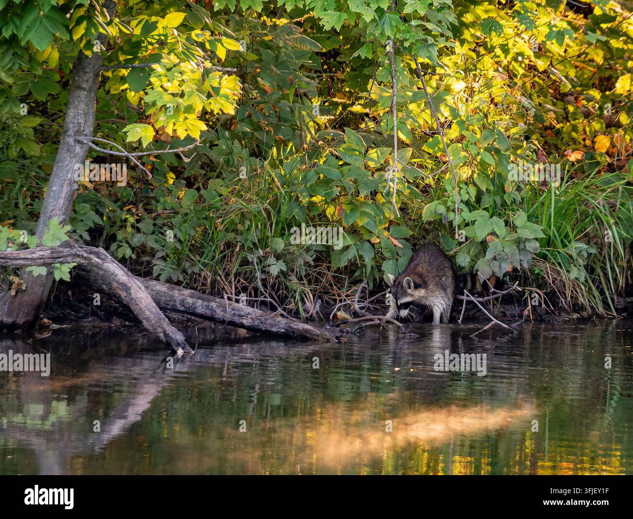 Ein wilder Waschbär sucht nach Nahrung am Ufer eines ruhigen Flussufers unter üppigem grünen Laub und goldenem Morgenlicht Stockfoto