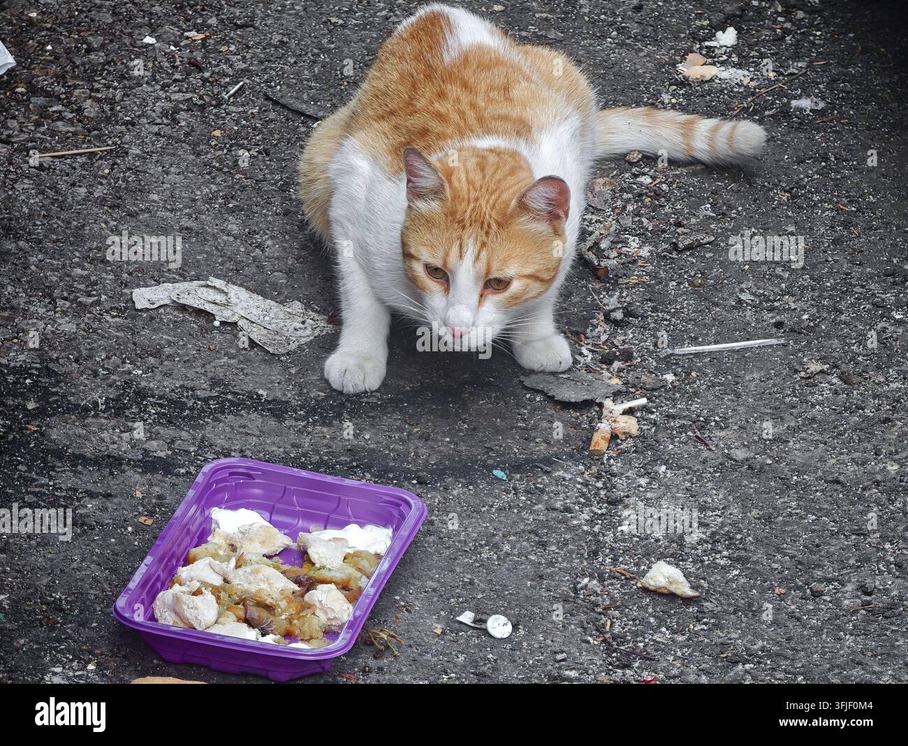 Eine orange-weiße streunende Katze nähert sich vorsichtig einem lila Plastikteller mit weggeworfenen Essensresten auf rauem Asphaltboden. - Smartphone-aufgenommenes Stockfoto