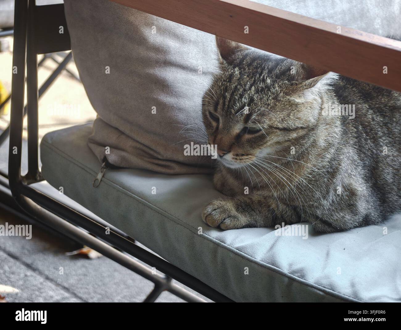 Eine süße getigerte Streunerkatze ruht friedlich auf einem gemütlichen Stuhlkissen in einem ruhigen Café und strahlt Ruhe und Behaglichkeit aus. - Smartphone-aufgenommenes Stockfoto