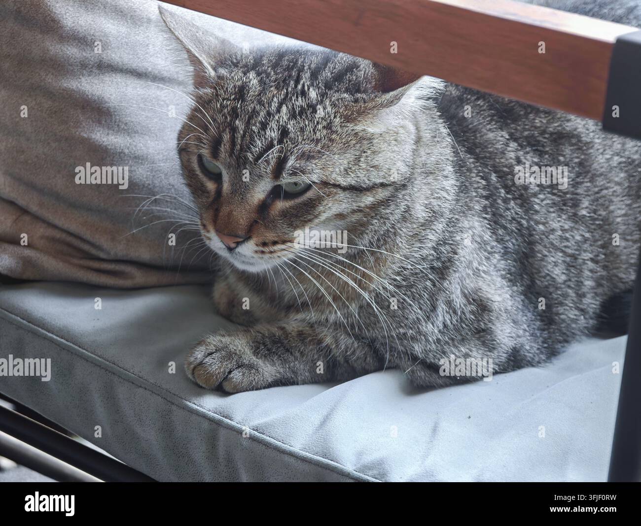 Eine süße getigerte Streunerkatze ruht friedlich auf einem gemütlichen Stuhlkissen in einem ruhigen Café und strahlt Ruhe und Behaglichkeit aus. - Smartphone-aufgenommenes Stockfoto