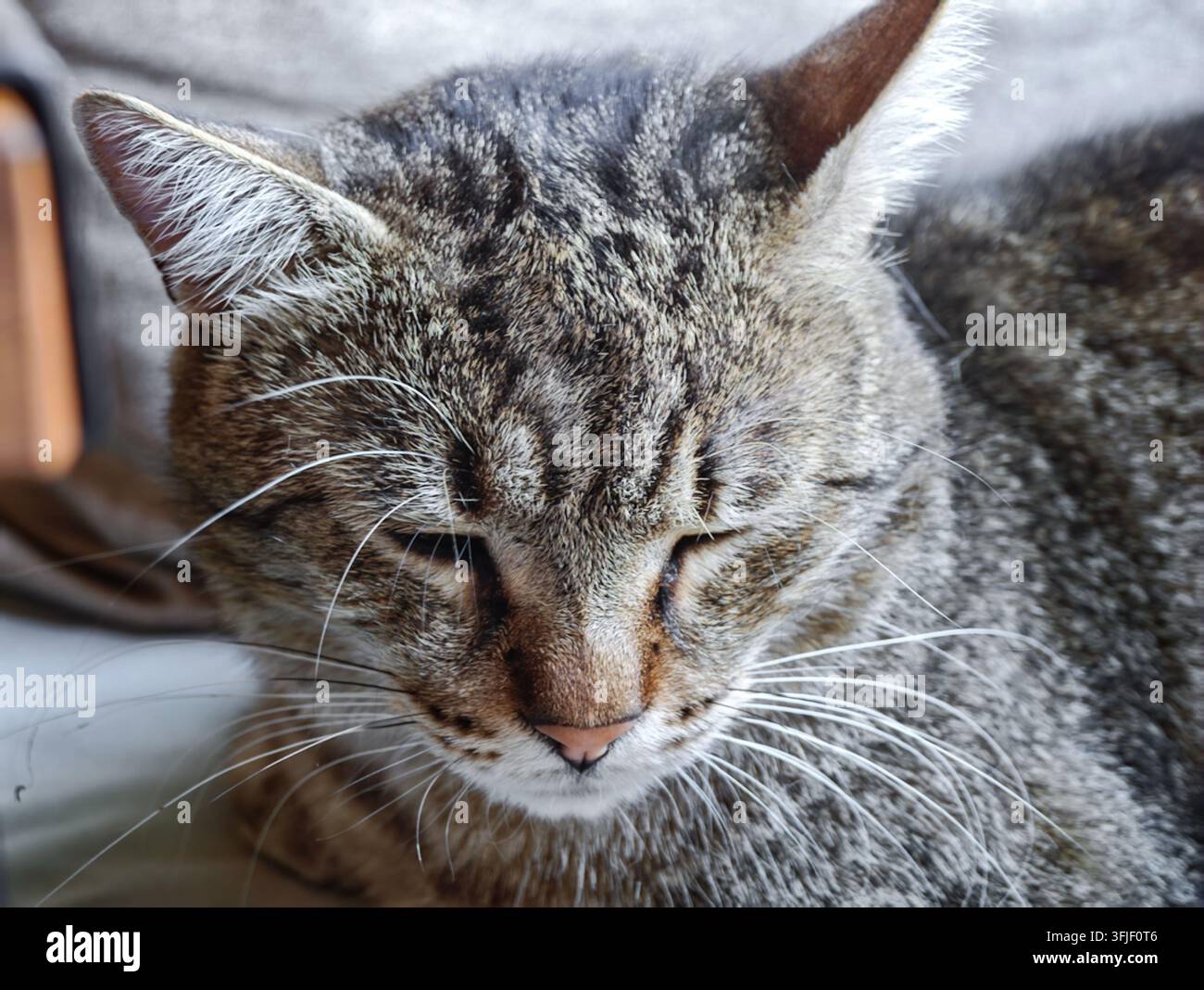 Eine Nahaufnahme einer müden streunenden getigerten Katze, die friedlich auf einem Caféstuhl schläft und detaillierte Felltextur und lange weiße Schnurrhaare zeigt. - Smartphone-aufgenommenes Stockfoto