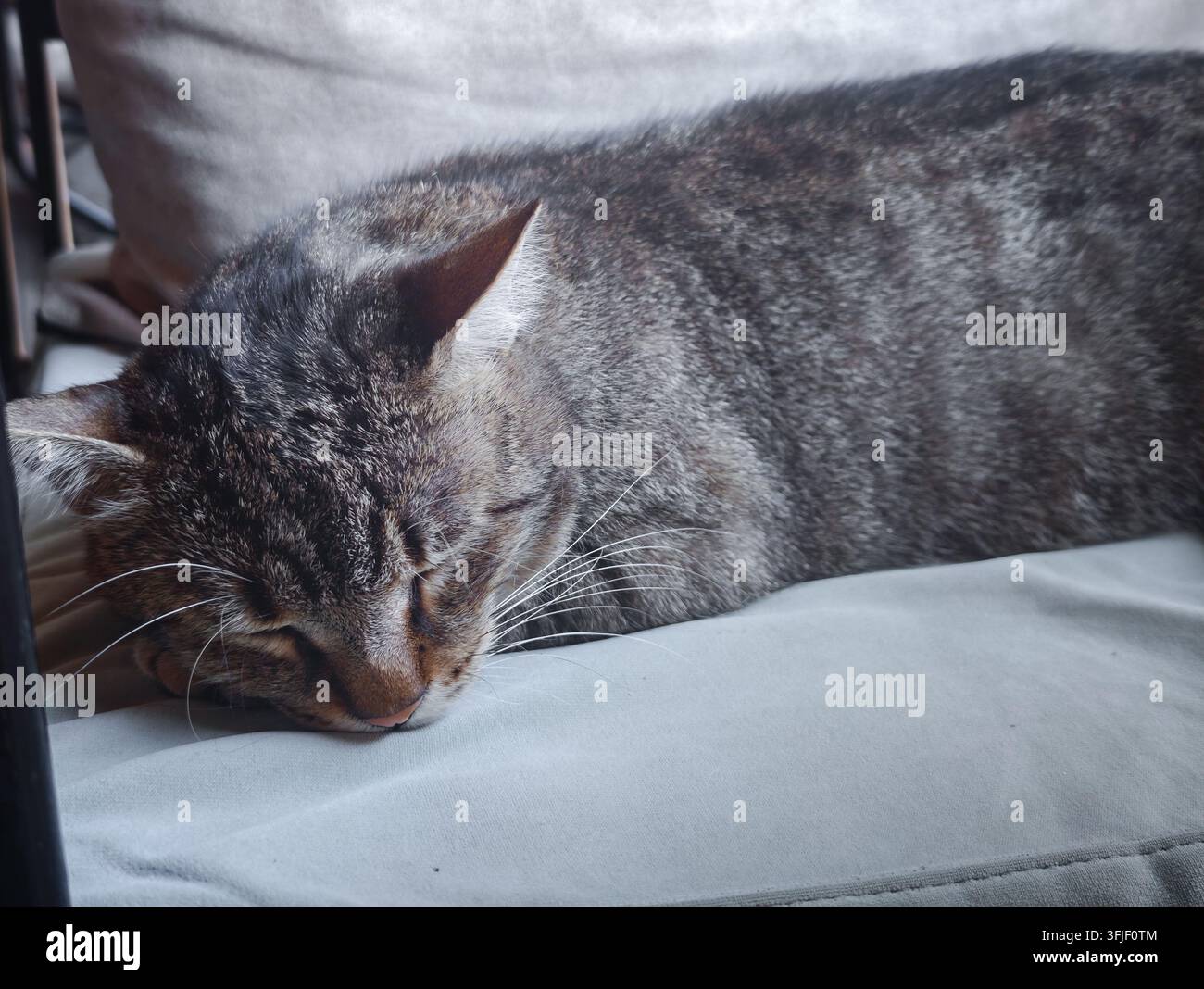 Eine süße getigerte Streunerkatze ruht friedlich auf einem gemütlichen Stuhlkissen in einem ruhigen Café und strahlt Ruhe und Behaglichkeit aus. - Smartphone-aufgenommenes Stockfoto