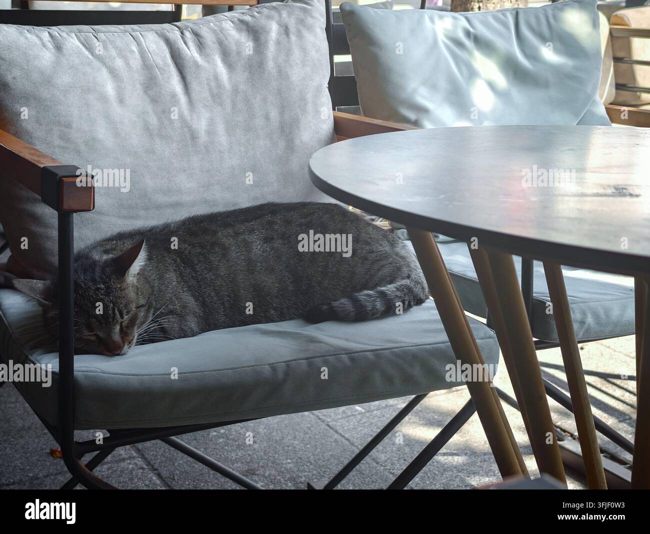 Eine süße getigerte Streunerkatze ruht friedlich auf einem gemütlichen Stuhlkissen in einem ruhigen Café und strahlt Ruhe und Behaglichkeit aus. - Smartphone-aufgenommenes Stockfoto