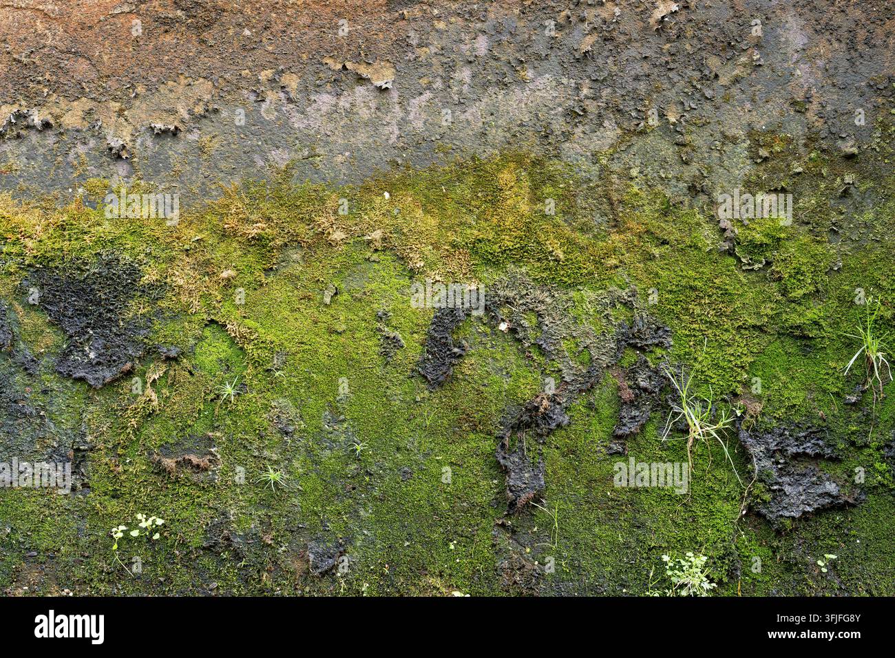 Moos, das über eine feuchte, verwitterte Oberfläche wächst und eine natürliche grüne Textur bildet, die Feuchtigkeit, organisches Wachstum und Umweltalterung darstellt. Stockfoto