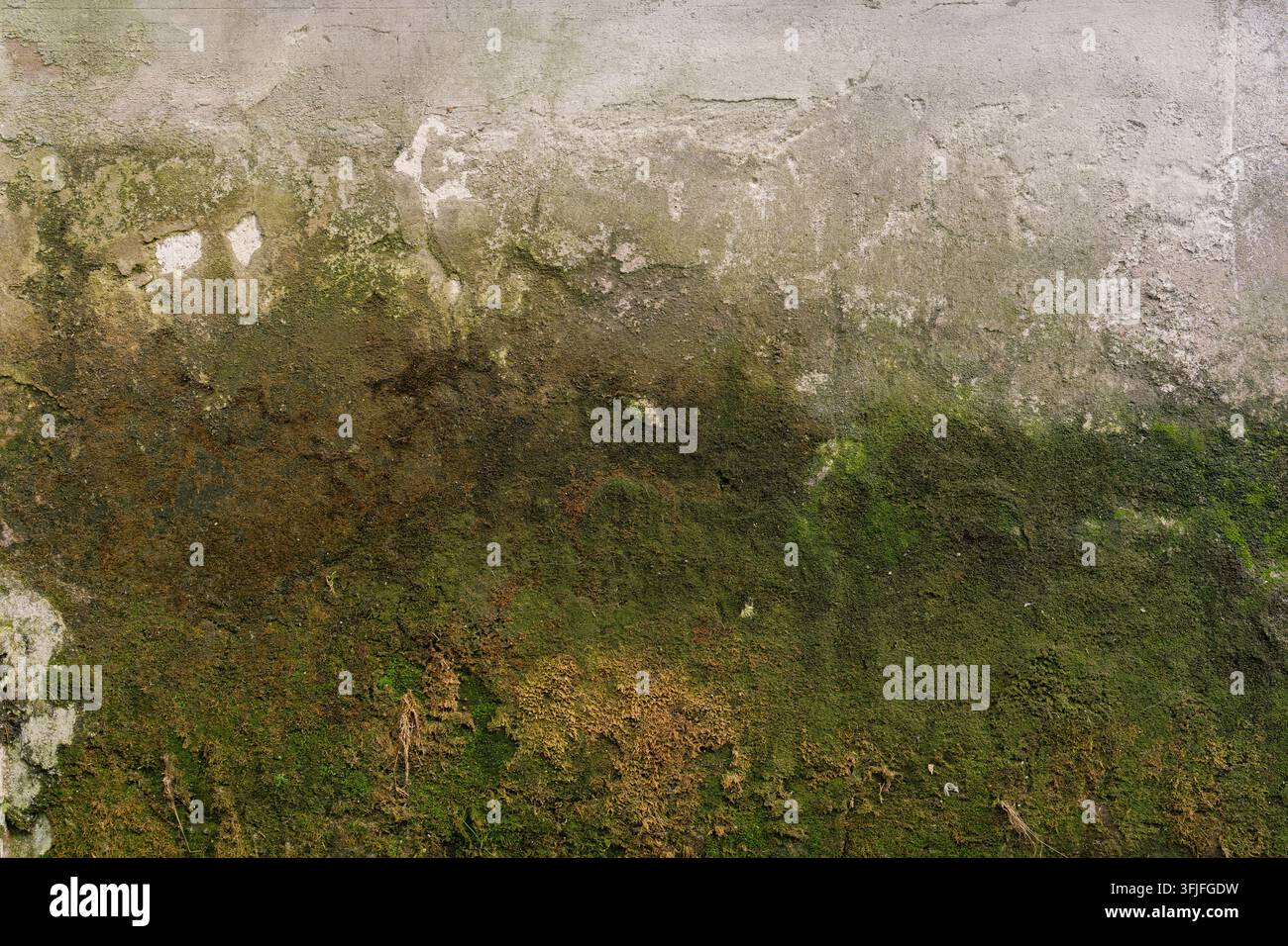 Moos, das über eine feuchte, verwitterte Oberfläche wächst und eine natürliche grüne Textur bildet, die Feuchtigkeit, organisches Wachstum und Umweltalterung darstellt. Stockfoto