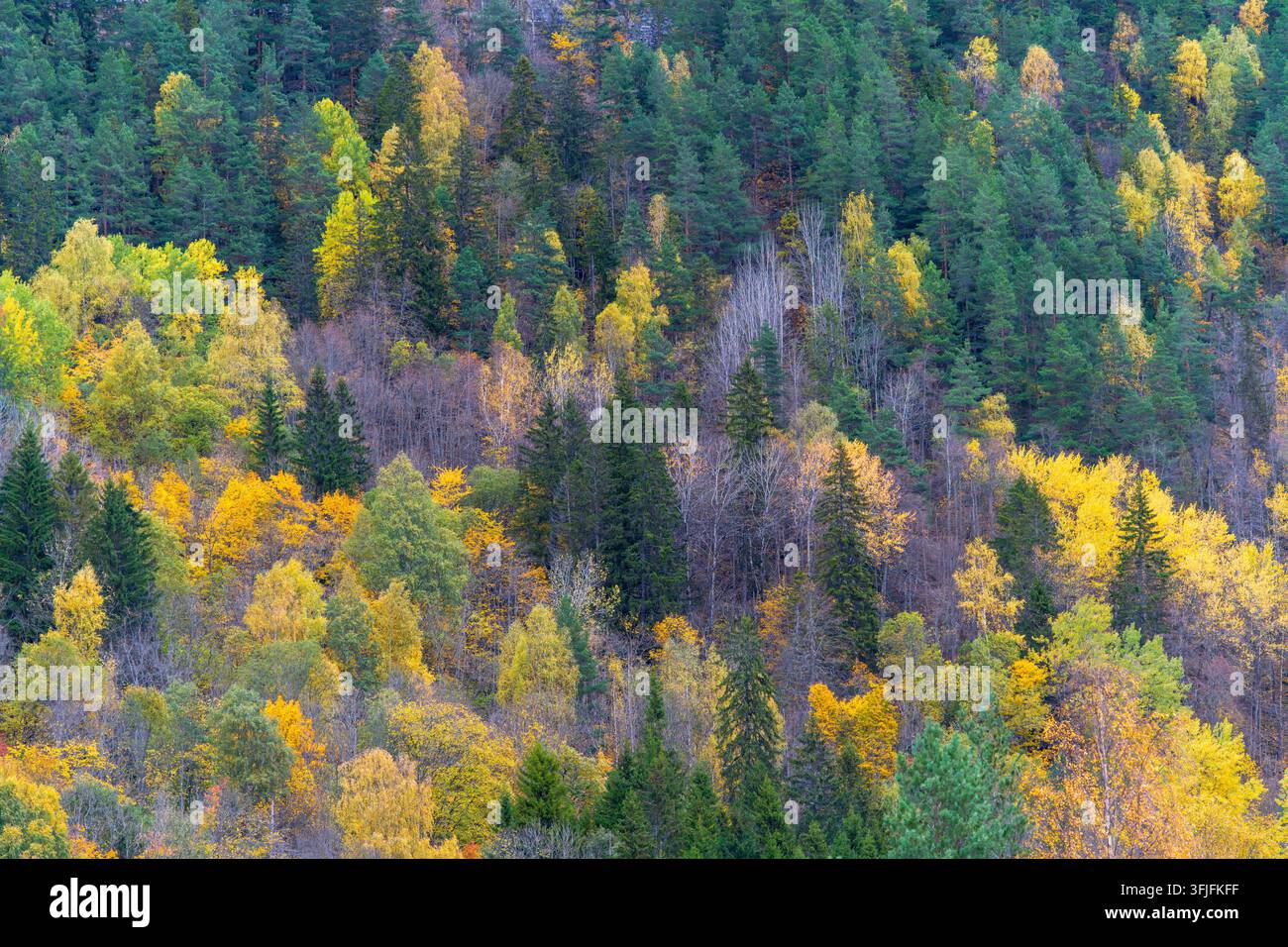 Ein Wald im Übergang breitet gelbe Laubbäume zwischen dichten grünen Nadelbäumen auf einem Hügel nahe Dalen, Telemark, aus und zeigt, wie sich die Herbstfarben entwickeln Stockfoto