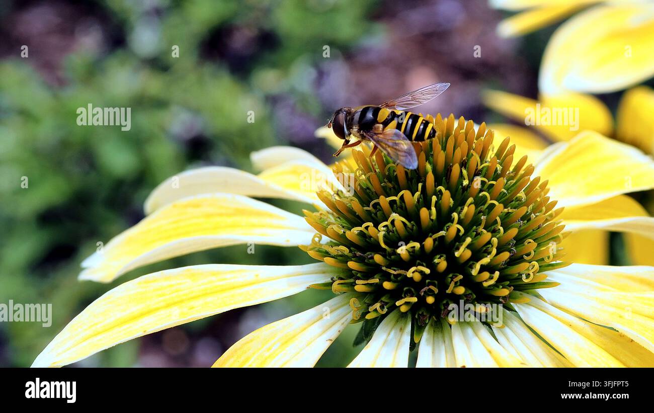 Schwebfliege bestäubt eine hellgelbe Sonnenhutblüte in einem Sommergarten. Stockfoto