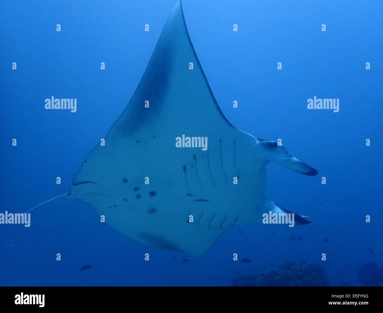 Riffmantaray Mobula alfredi schwimmt über einem tropischen Korallenriff Stockfoto
