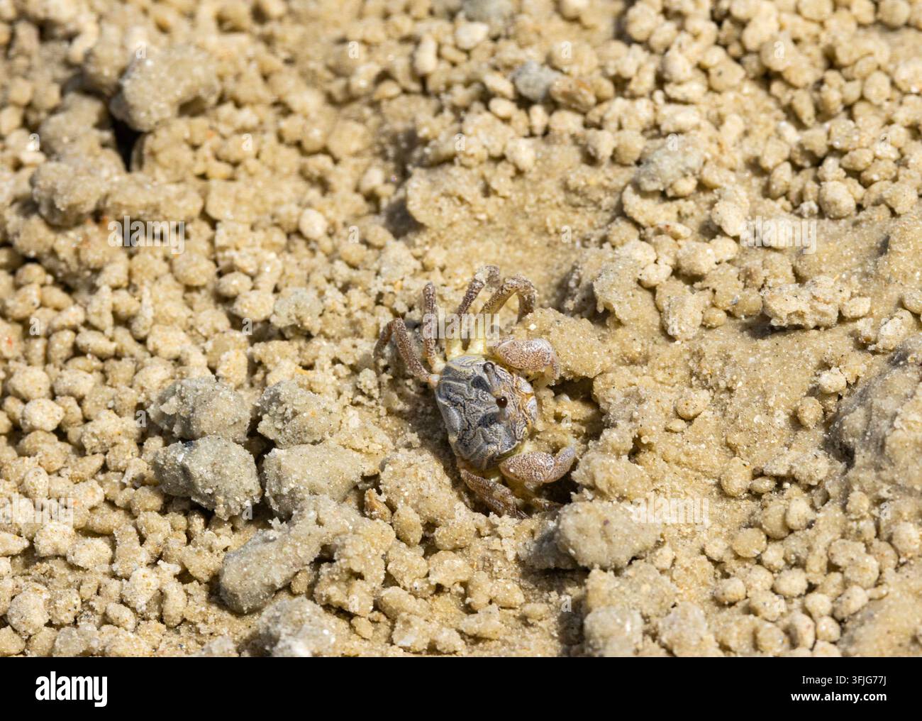 Ein kleiner, robuster Krebs, der Blasen- oder Soldatenkrebs, kommt aus seinem sandigen Bau, wenn die Flut abebbt, und beginnt, durch den Sand zu sieben und sich zu ernähren Stockfoto