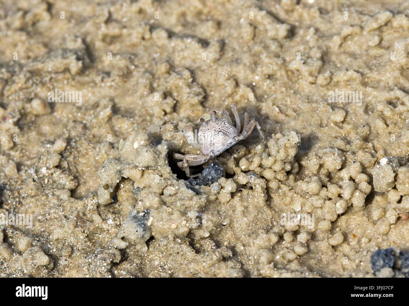 Ein kleiner, robuster Krebs, der Blasen- oder Soldatenkrebs, kommt aus seinem sandigen Bau, wenn die Flut abebbt, und beginnt, durch den Sand zu sieben und sich zu ernähren Stockfoto