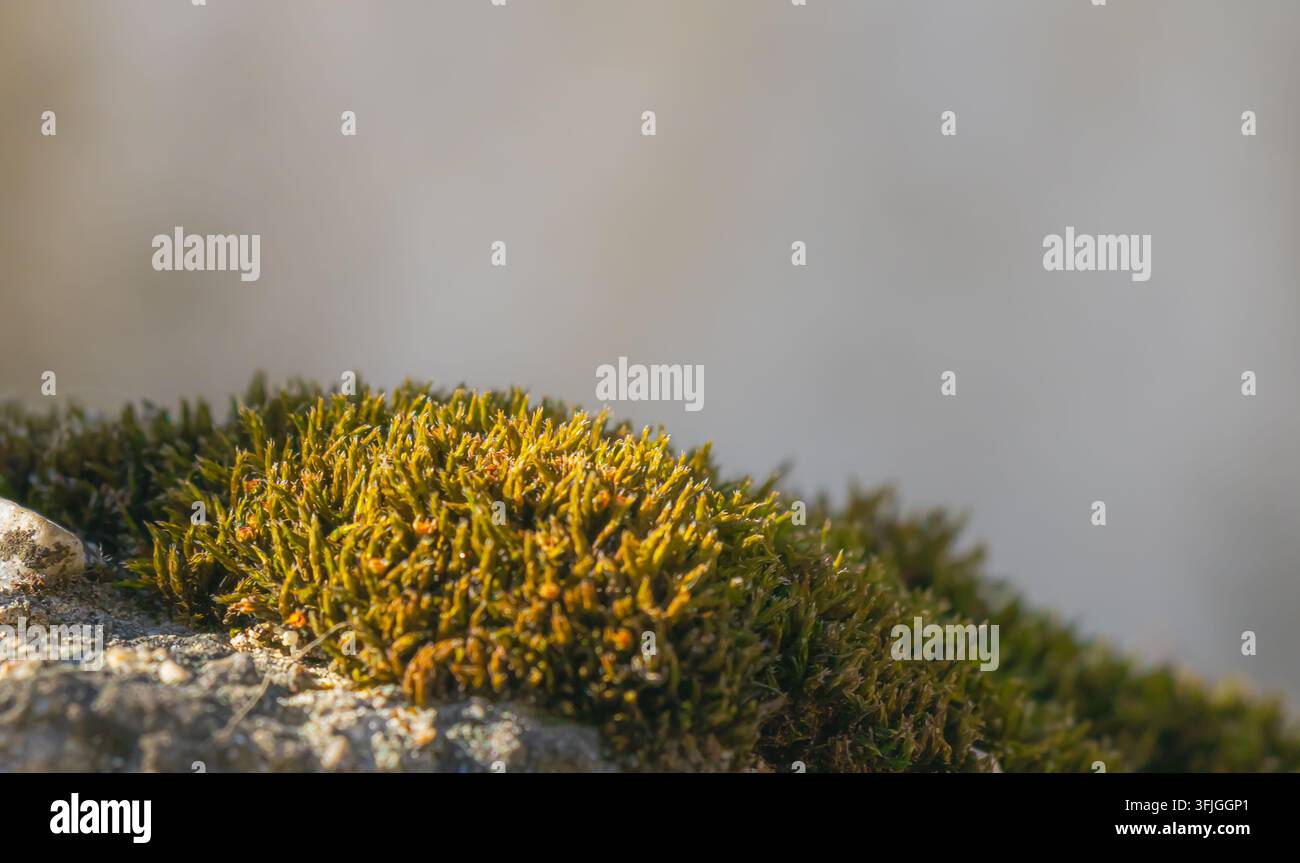 Nahaufnahme von dichtem grünem Moos, das über eine raue Steinoberfläche im warmen Sonnenlicht wächst, mit einem glatten grauen Hintergrund, der reichlich Platz für Text bietet. Stockfoto