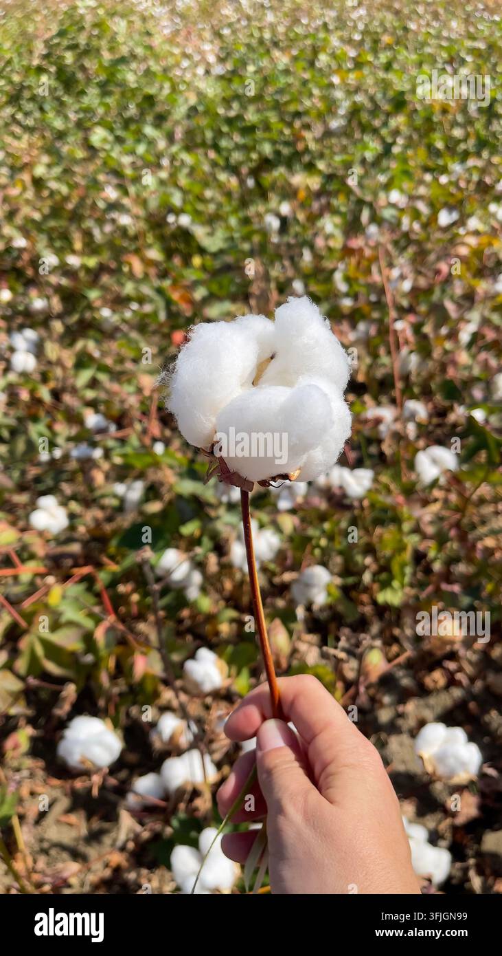 Hand, die eine kleine Baumwollblüte vor einem sonnenbeschienenen Baumwollfeld hält, repräsentiert natürliche Landwirtschaft, nachhaltige Textilien, ländliche Landwirtschaft Stockfoto
