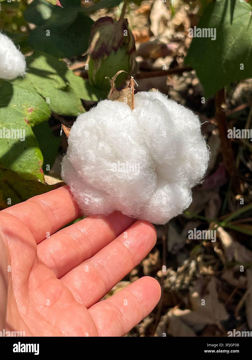 Hand, die eine kleine Baumwollblüte vor einem sonnenbeschienenen Baumwollfeld hält, repräsentiert natürliche Landwirtschaft, nachhaltige Textilien, ländliche Landwirtschaft Stockfoto