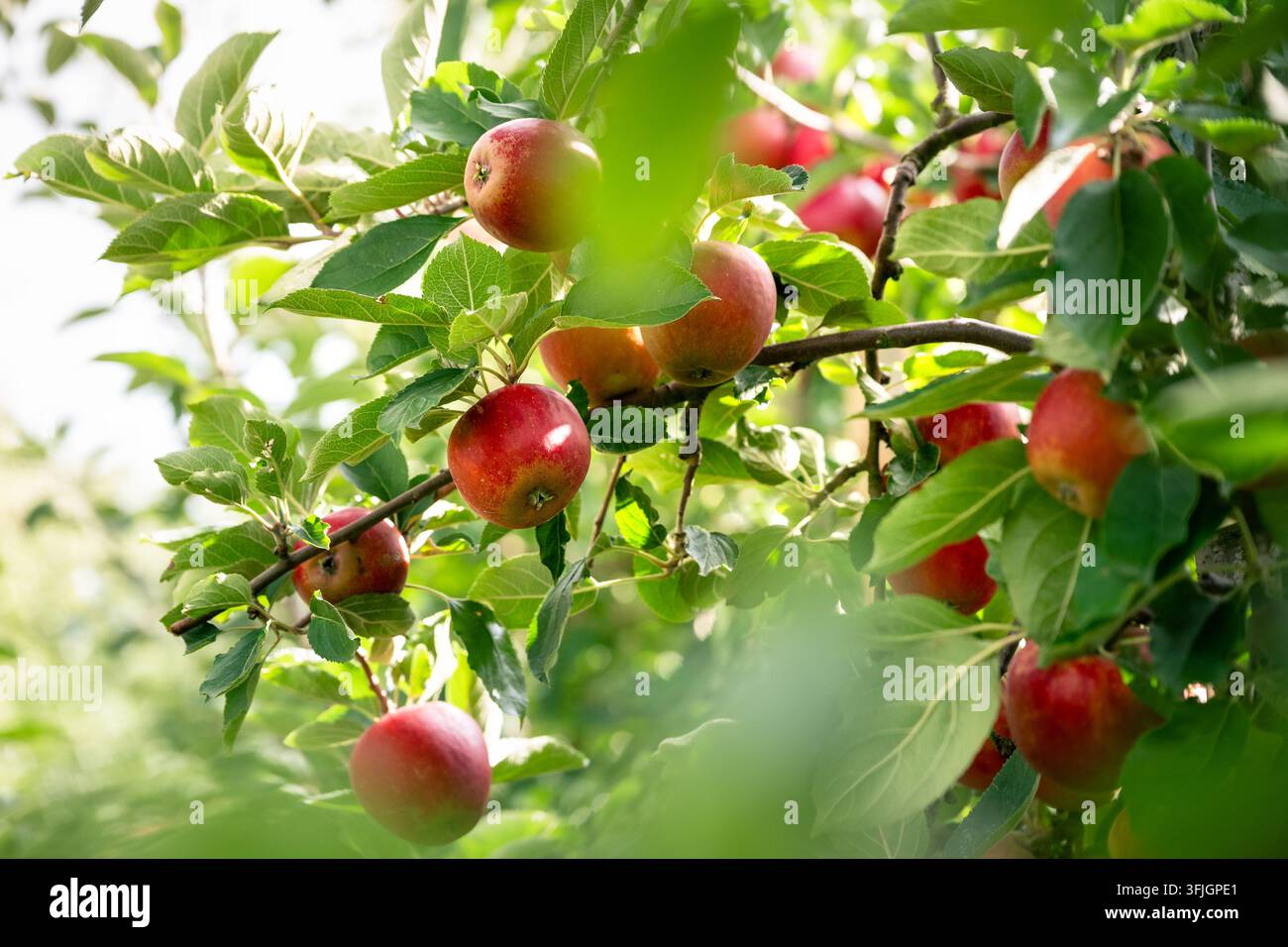 Leckere rote Äpfel hängen an einem Ast eines Baumes auf einer Obstfarm zur Erntezeit Stockfoto