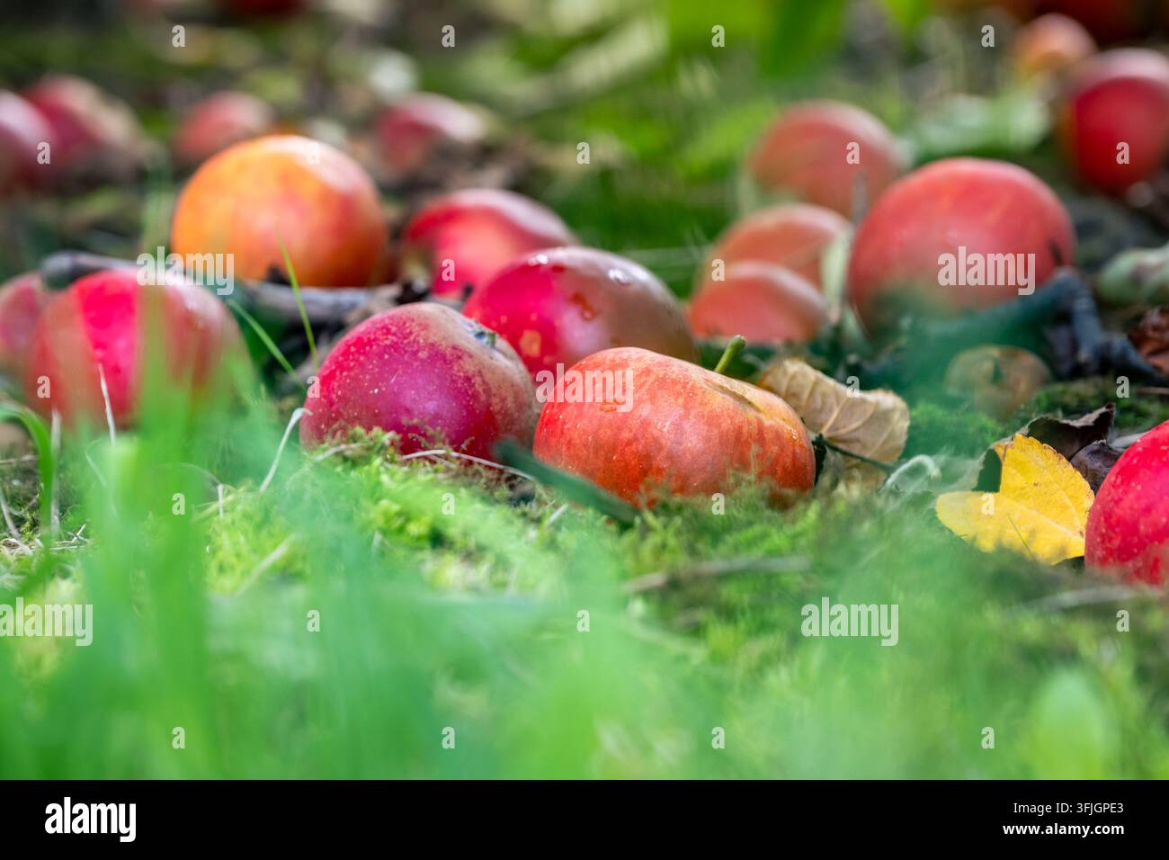 Windfalläpfel liegen auf dem Boden im Gras auf einer Obstfarm zur Erntezeit Stockfoto