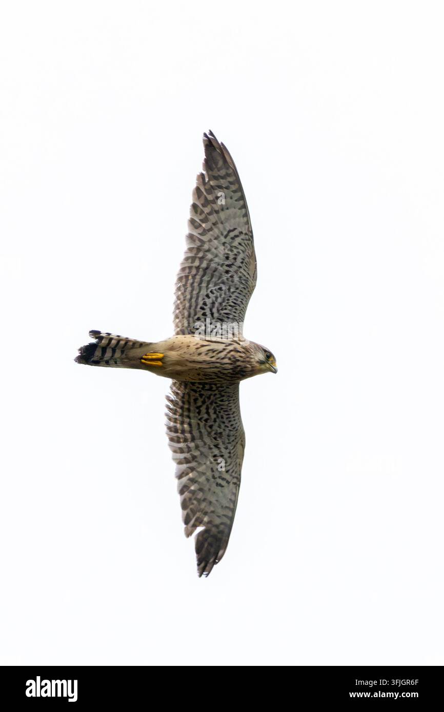 Ein Turmfalken (Falco tinnunculus) schwebt mit vollständig ausgebreiteten Flügeln und Schwanz und eingezogenen gelben Füßen über dem Kopf vor einem hellweißen Himmel in North Bull Stockfoto