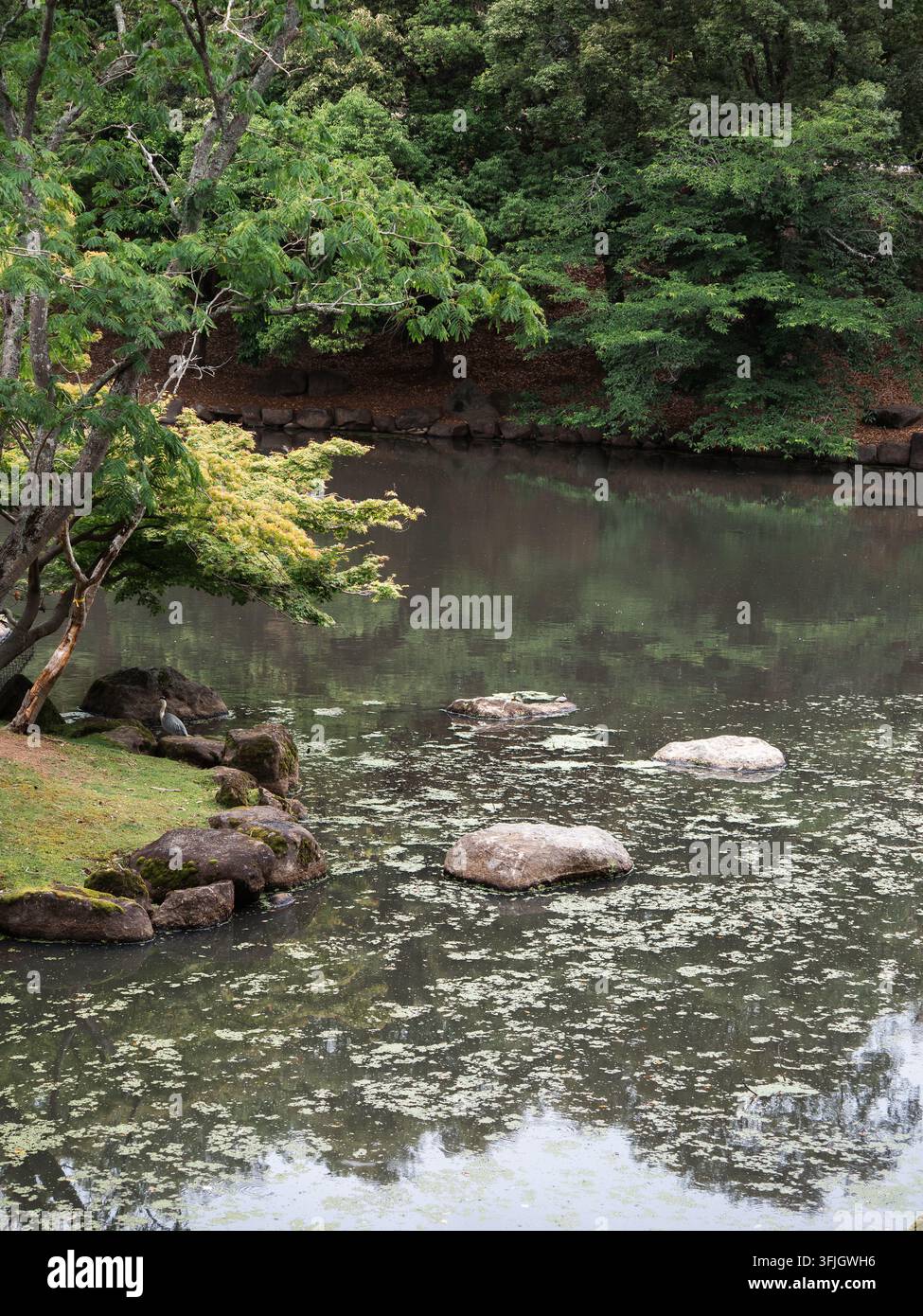 Teich mit Trittsteinen und japanischen Ahornbäumen in einem traditionellen Garten in Nara, Japan Stockfoto