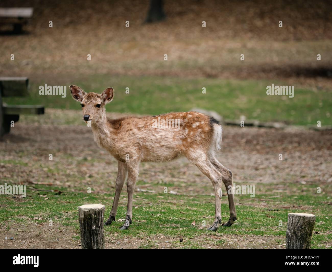 Junge Sikahirsch steht im Nara-Park, Japan Stockfoto
