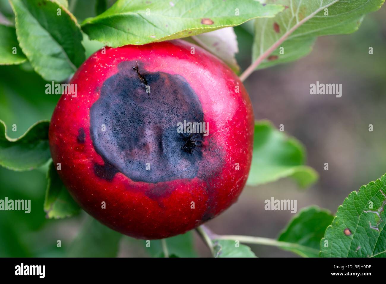 Schimmlige rote Äpfel hängen an einem Ast in einem Obstgarten während der Erntezeit Stockfoto