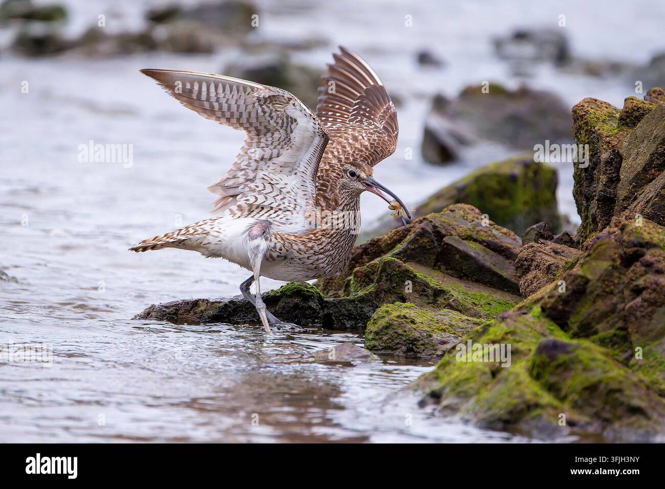 Wilburdrossel frisst eine Krabbe an der Küste. Spanien. Stockfoto