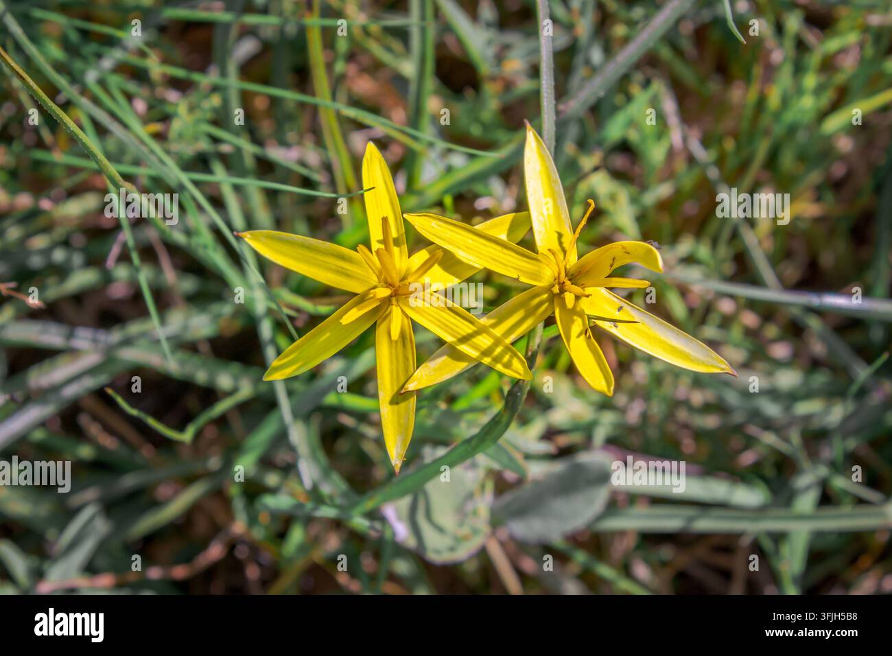 Pauridia capensis Goldener Sternenpfauenblume im Kap-Fynbos Stockfoto