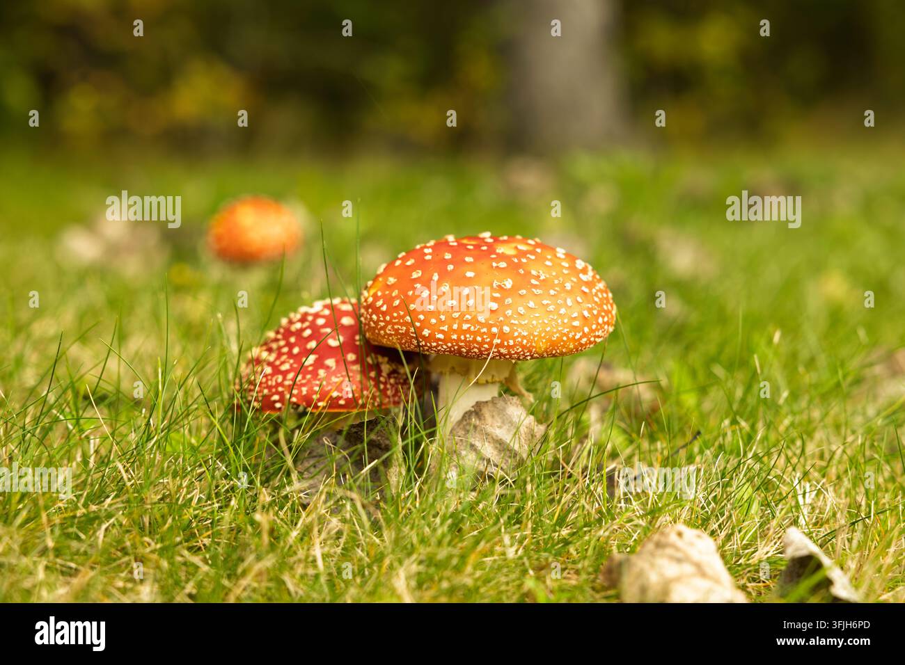 Espoo, Finnland - 19.09.2026: Nahaufnahme von Fliegenpilzen mit leuchtend roten Hüten und weißen Warzen in einer üppigen grasbewachsenen Waldlichtung Stockfoto