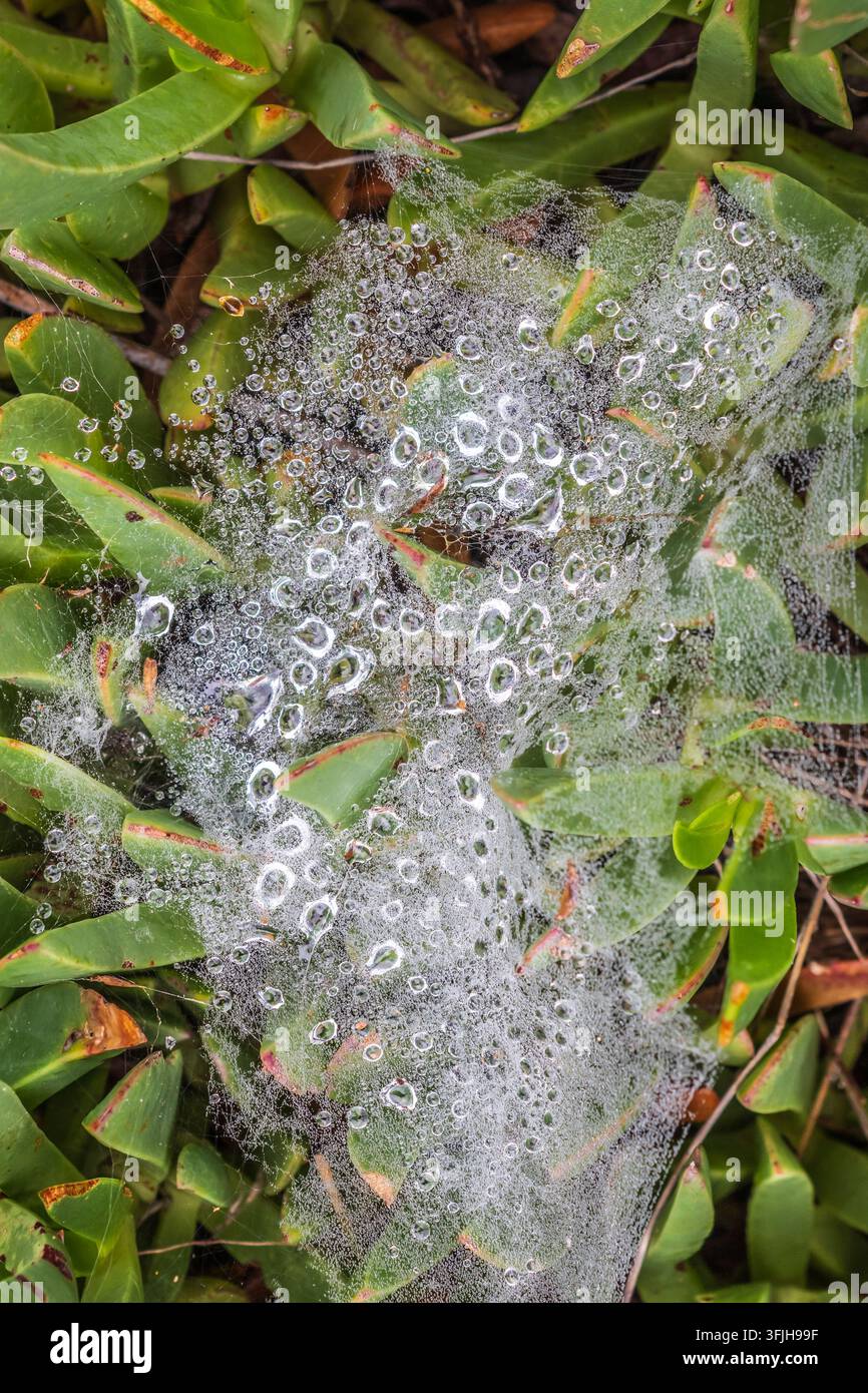 Von Tau überzogenes Spinnennetz, das mit Wassertröpfchen in der Natur glitzert Stockfoto