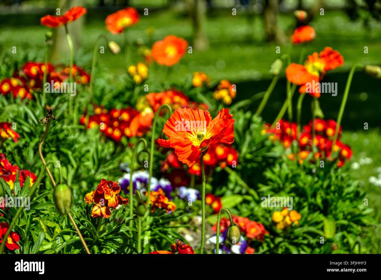 Rotgelbes Iceland-Poppelblumenbeet in einem öffentlichen Park in Paris, Frankreich. Juli 2016. Redaktionelle und kommerzielle Nutzung. Stockfoto