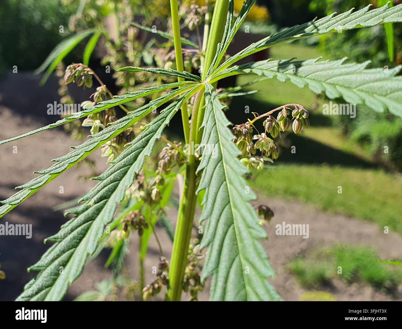 Nahaufnahme eines Cannabis-Pflanzenstängels mit handförmig zusammengesetzten, gezackten Blättern mit deutlicher Nervatur und hängenden Büscheln von kleinen Stockfoto