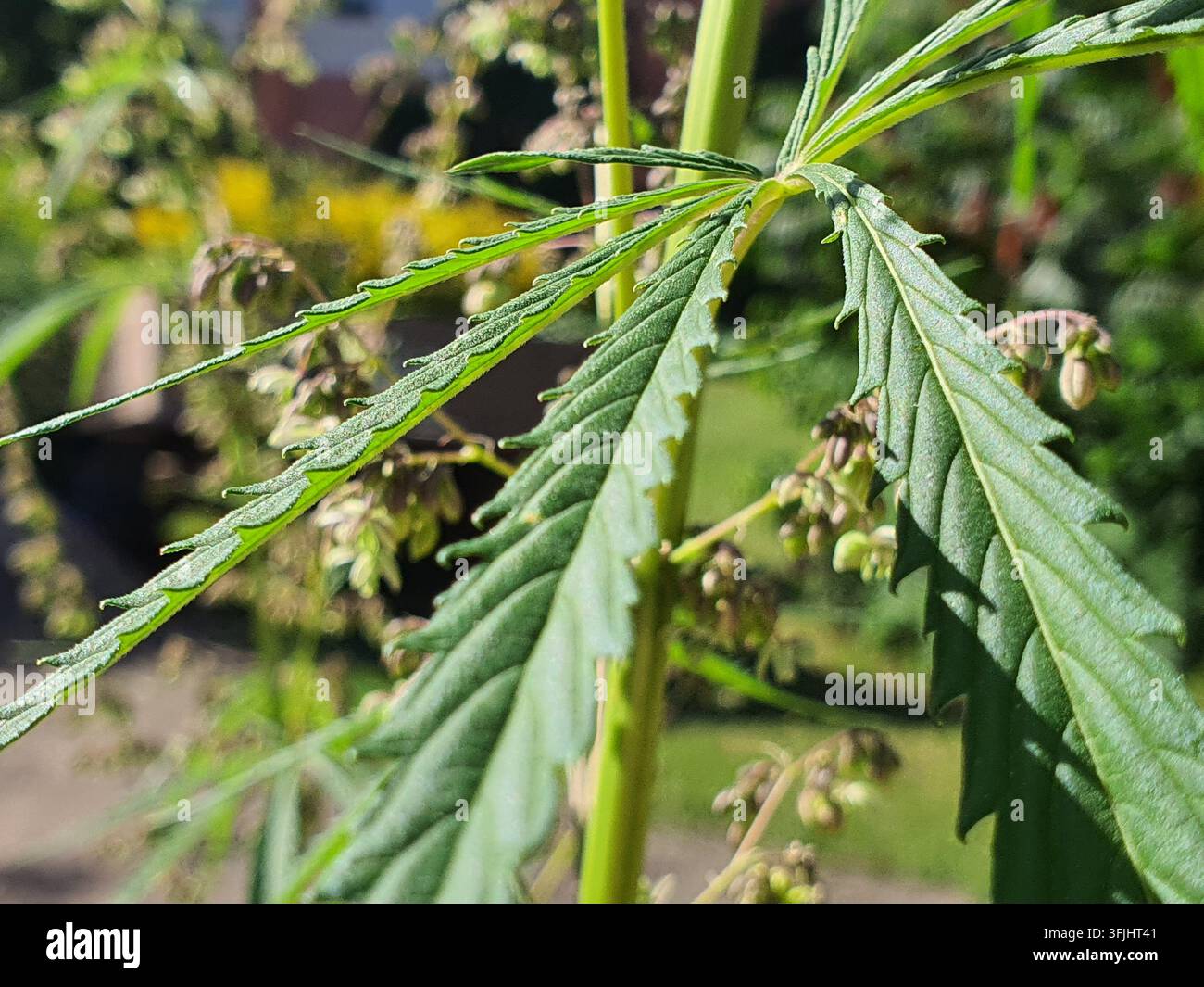 Nahaufnahme-Makrofotografie von Cannabis-Pflanzenlaub, das handförmig zusammengesetzte Blätter mit gezackten Rändern zeigt. Die lebhaft grünen Blätter zeigen Stockfoto