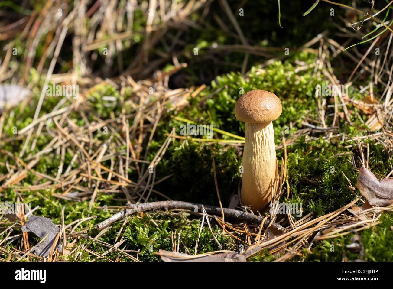 Junger Steinpilz wächst in grünem Moos zwischen trockenen Kiefernnadeln und Zweigen. Ein kleiner brauner, abgerundeter Hut sitzt oben auf einem hohen, strukturierten Stiel. Stockfoto