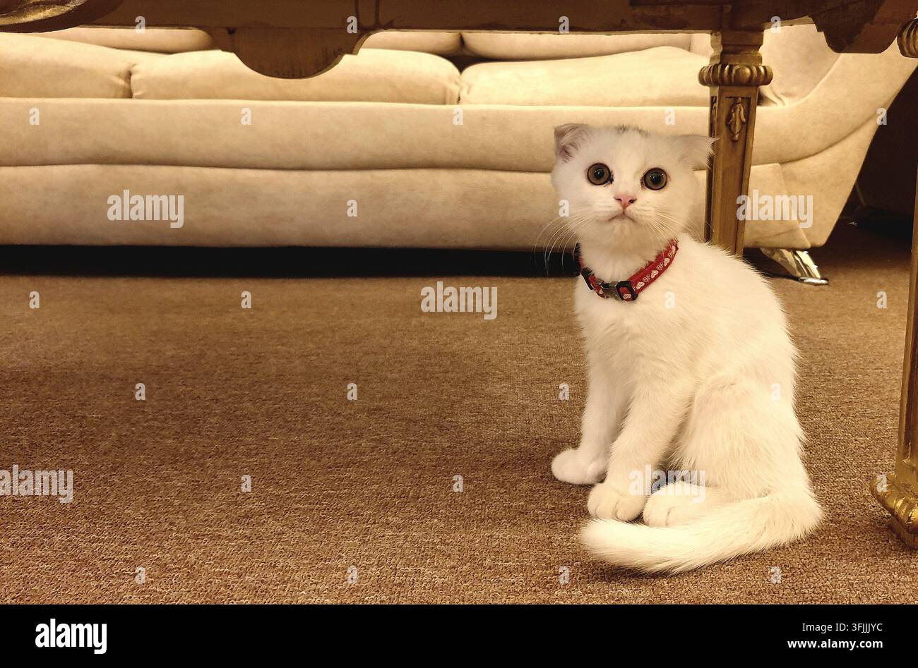 Weißes Kätzchen sitzt auf einem Teppich und schaut direkt in die Kamera in einem gemütlichen Wohninterieur. Stockfoto