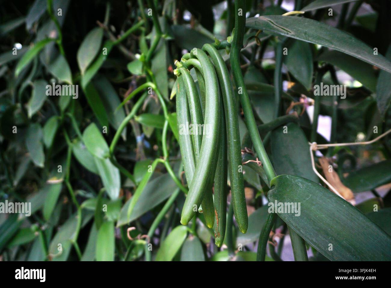 Grüne Vanilleschoten in der Plantage Stockfoto