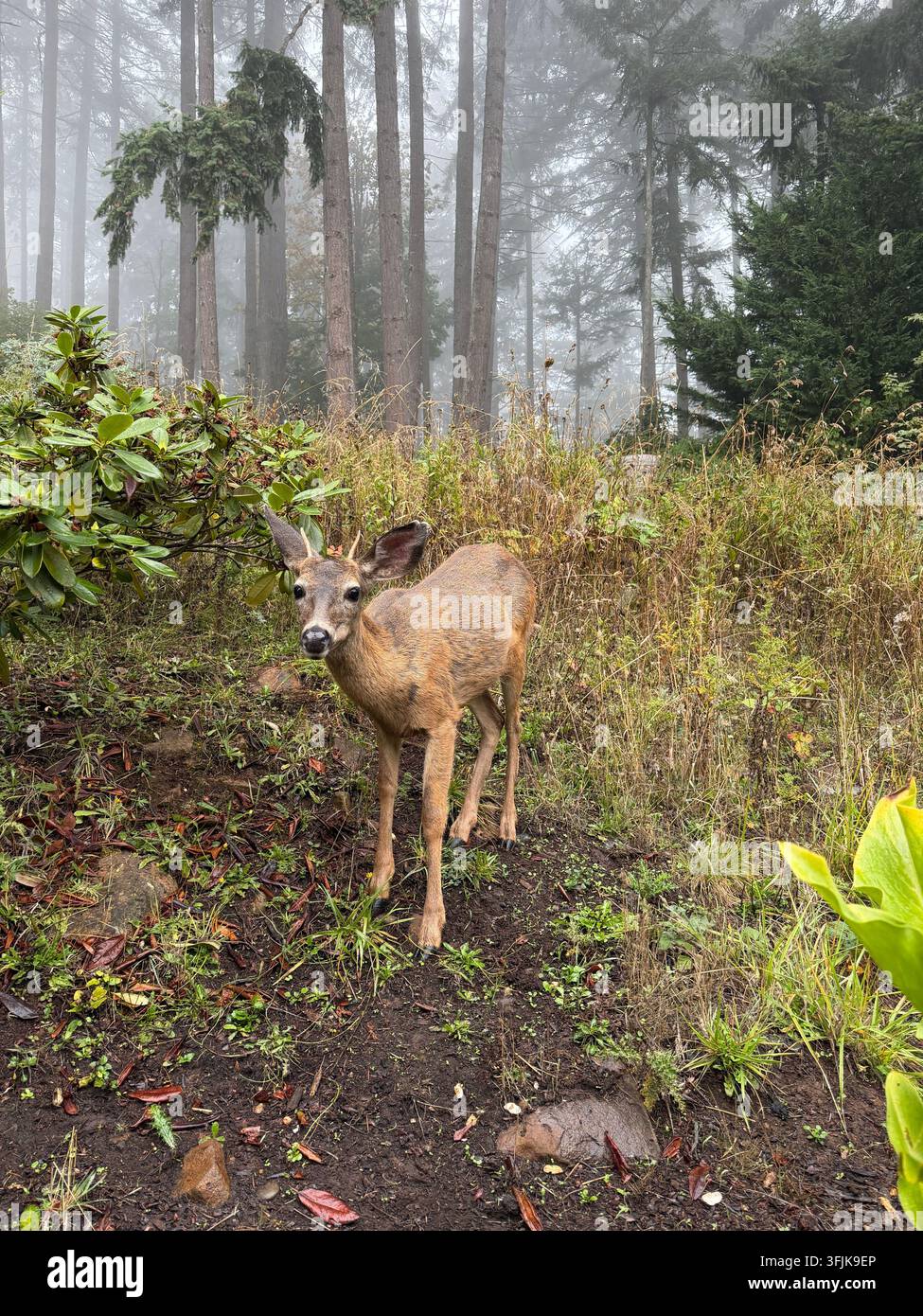 Ein junger Rehbock mit kleinen Geweihen am Rand eines nebligen Waldes in Eugene, Oregon. - Smartphone-aufgenommenes Stockfoto