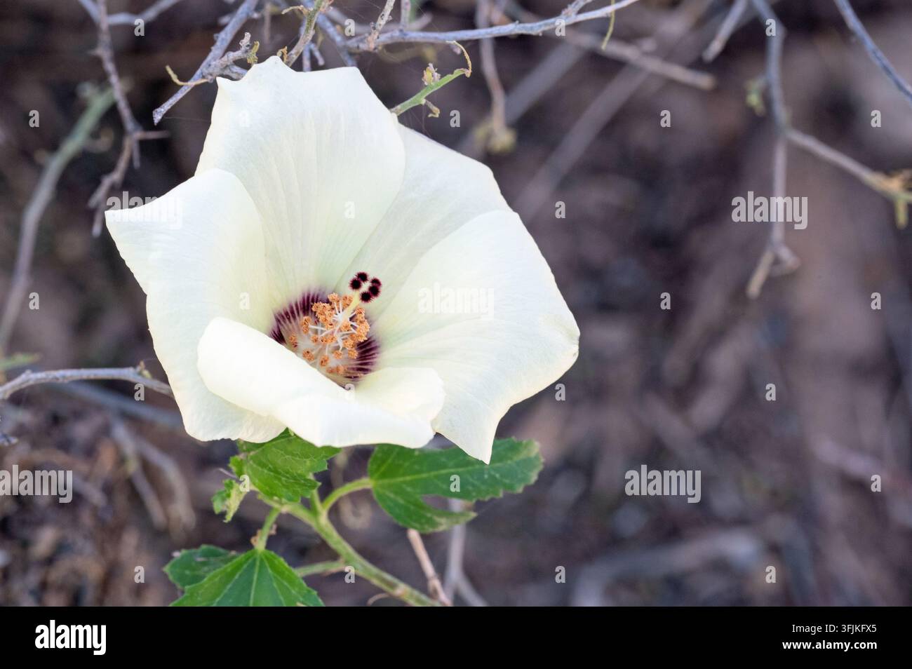 Wüstenrosenmalve (Hibiscus coulteri) Stockfoto