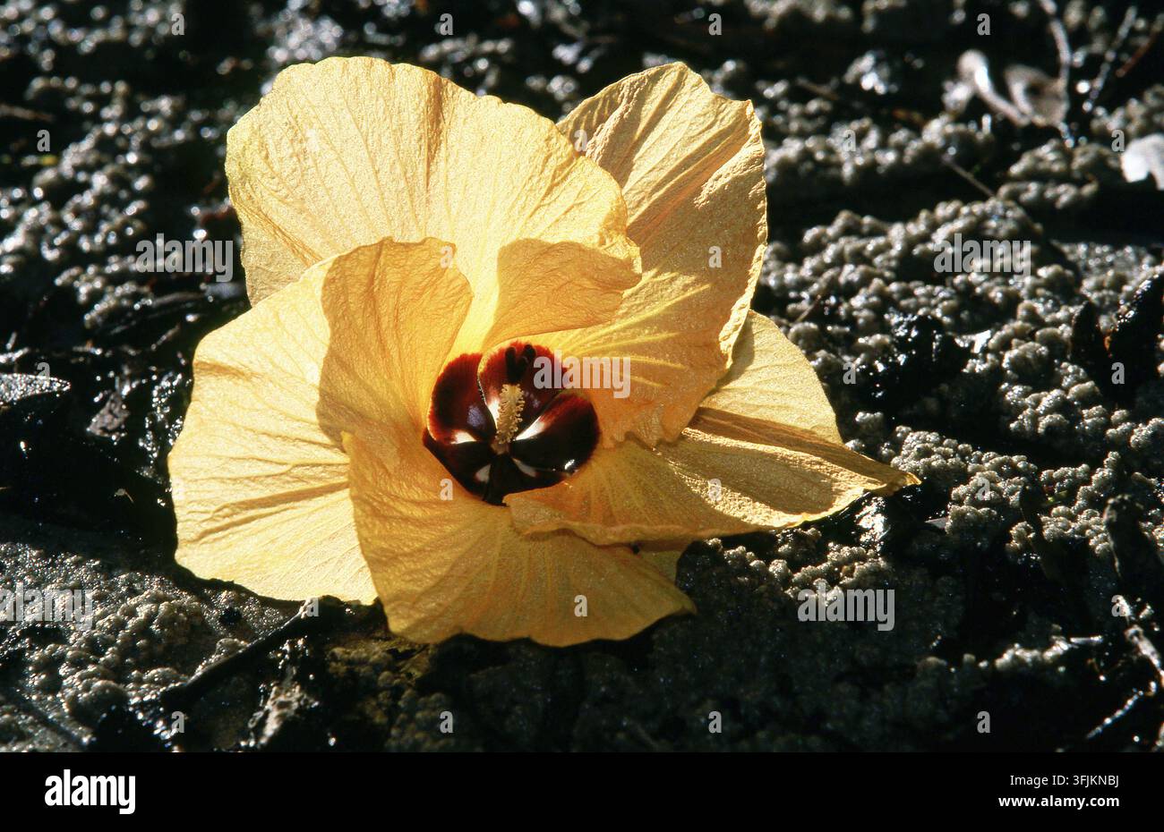 Nahaufnahme einer sonnenbeschienenen gefallenen gelben Meereshibiskusblüte (Hibiscus tiliaceus) auf dem Sand, Stradbroke Island, Queensland, Australien. Stockfoto