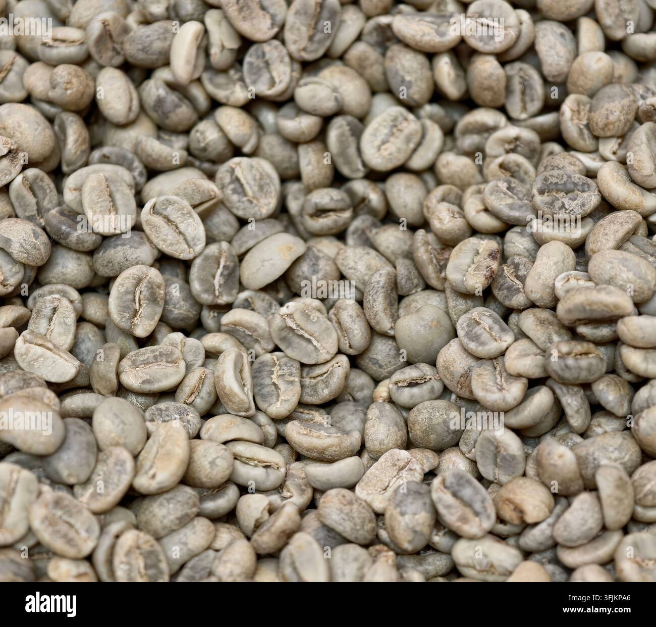 Nahaufnahme der Textur von rohen grünen, ungerösteten Kaffeebohnen Stockfoto