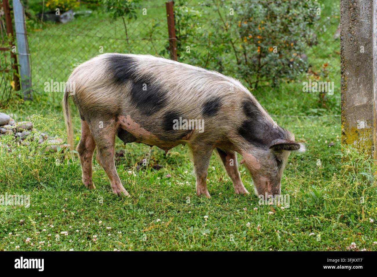 Ein großes erwachsenes Schwein steht auf grünem Gras in einer ländlichen Umgebung. Stockfoto