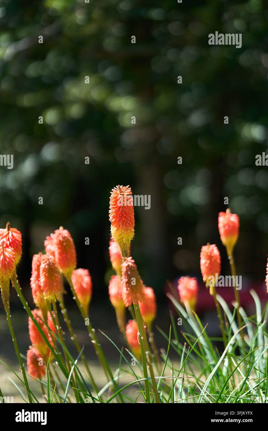 Kniphofia-Blüten mit lebhaften orangefarbenen und gelben Tönen, die sich vor einem weichen grünen Bokeh-Hintergrund im Freien erheben Stockfoto