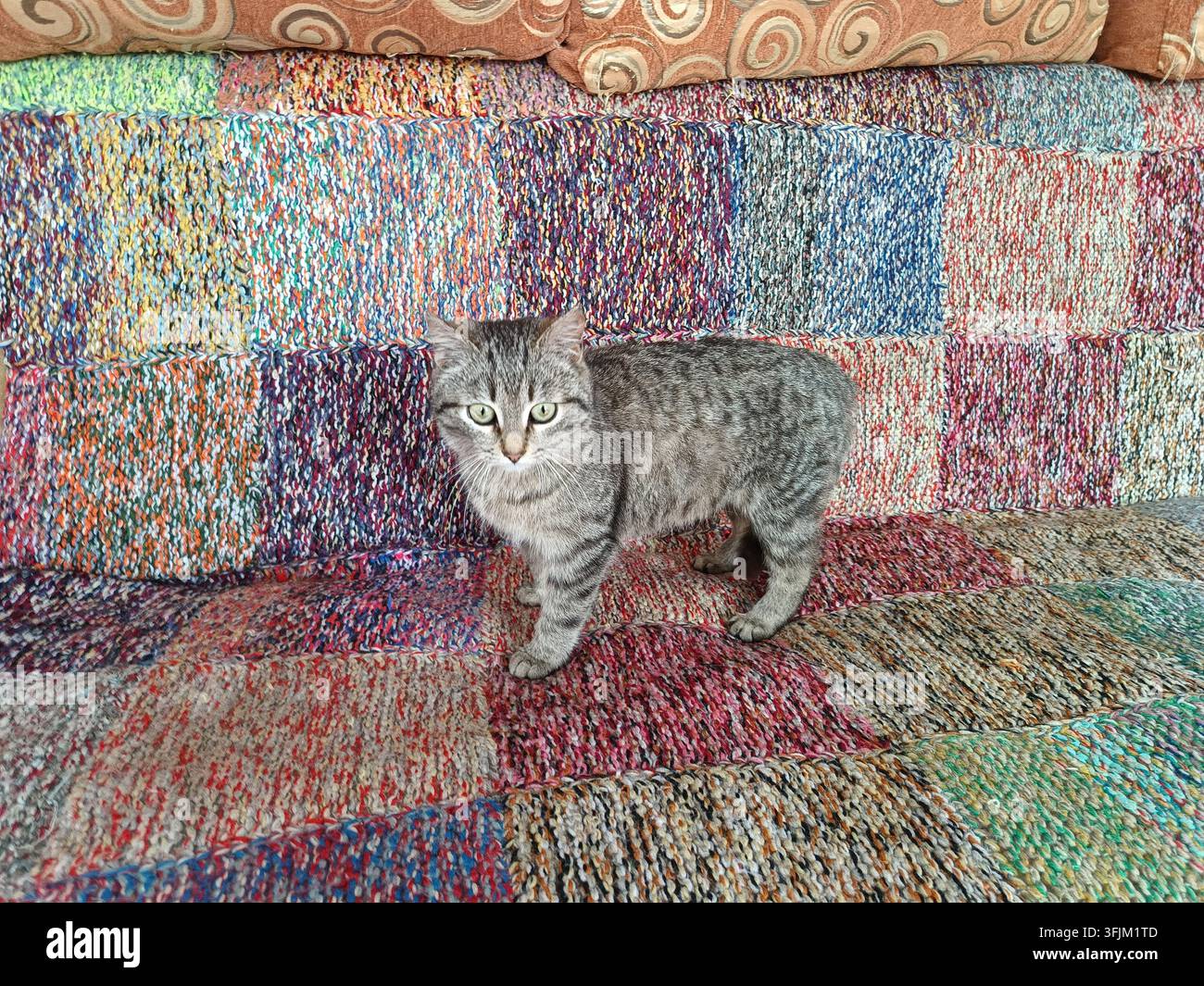 Graue getigerte Katze steht auf einem bunten, strukturierten Sofa zu Hause Stockfoto