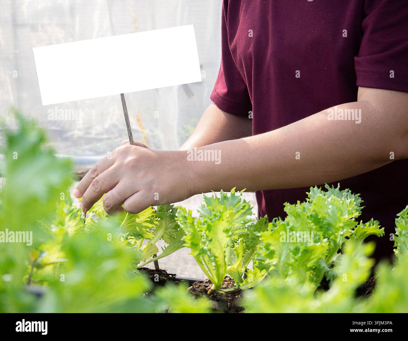 Asiatische Gärtnerin klassifiziert die Bio-Salatanpflanze. Gemüseanbau im Gewächshaus und Platz für Text. Stockfoto
