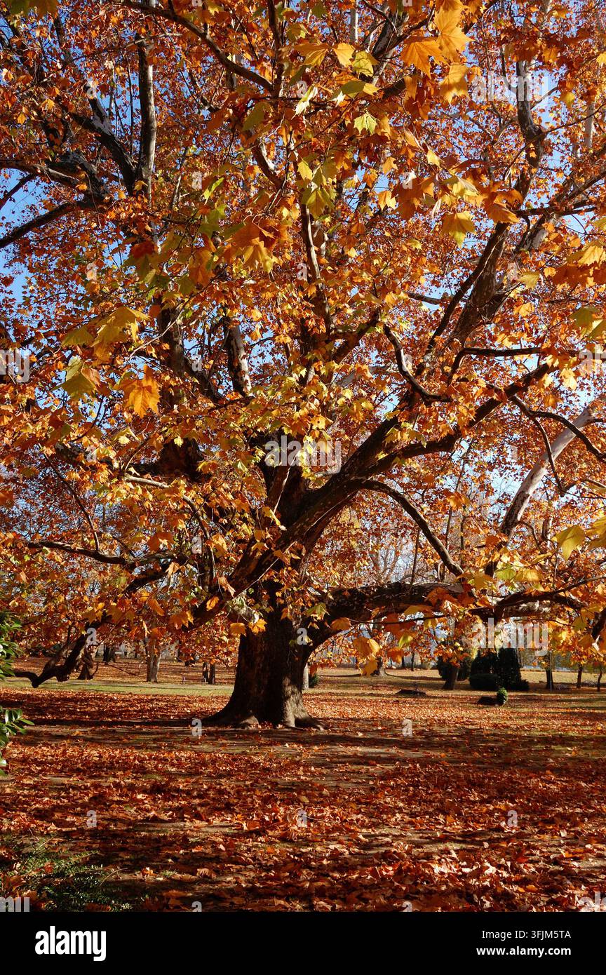 Eine große Londoner Platanie mit goldenen Herbstblättern auf der Margaret-Insel, Budapest, Ungarn. Stockfoto